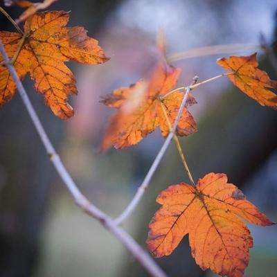 赛博体育app下载